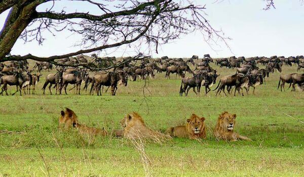 10 Day Great Migration